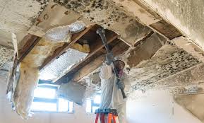 Mold Documentation for Insurance Claims